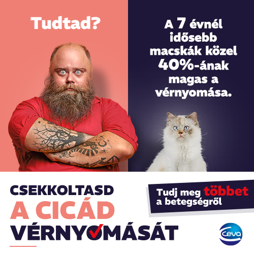 Macskák magas vérnyomása
