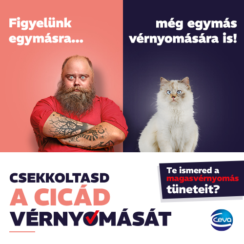 Macskák magas vérnyomása