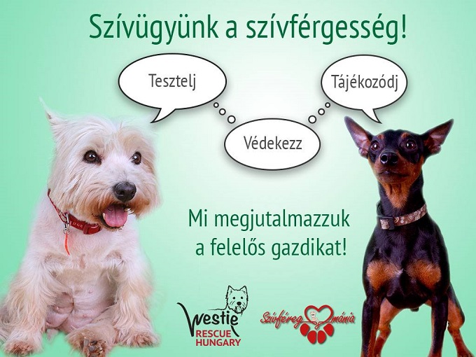 Szívügyünk a szívférgesség
