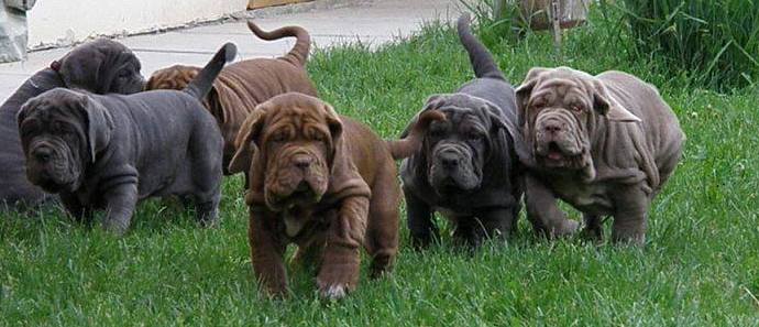 Mastino Napoletano Mastino Napoletano