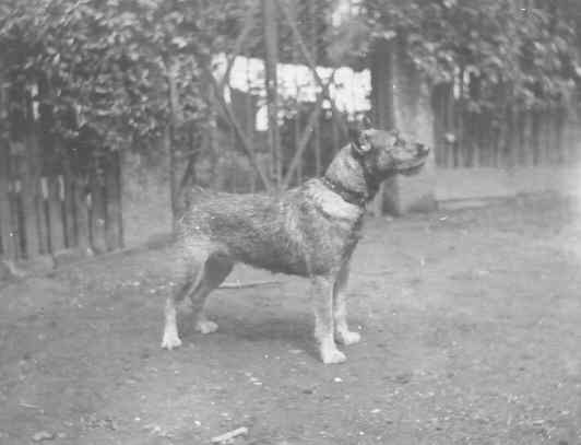 A schnauzer