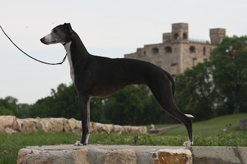 Whippet