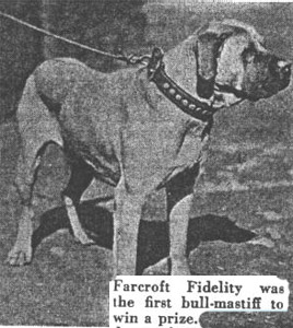 bullmastiff-anti3.jpg