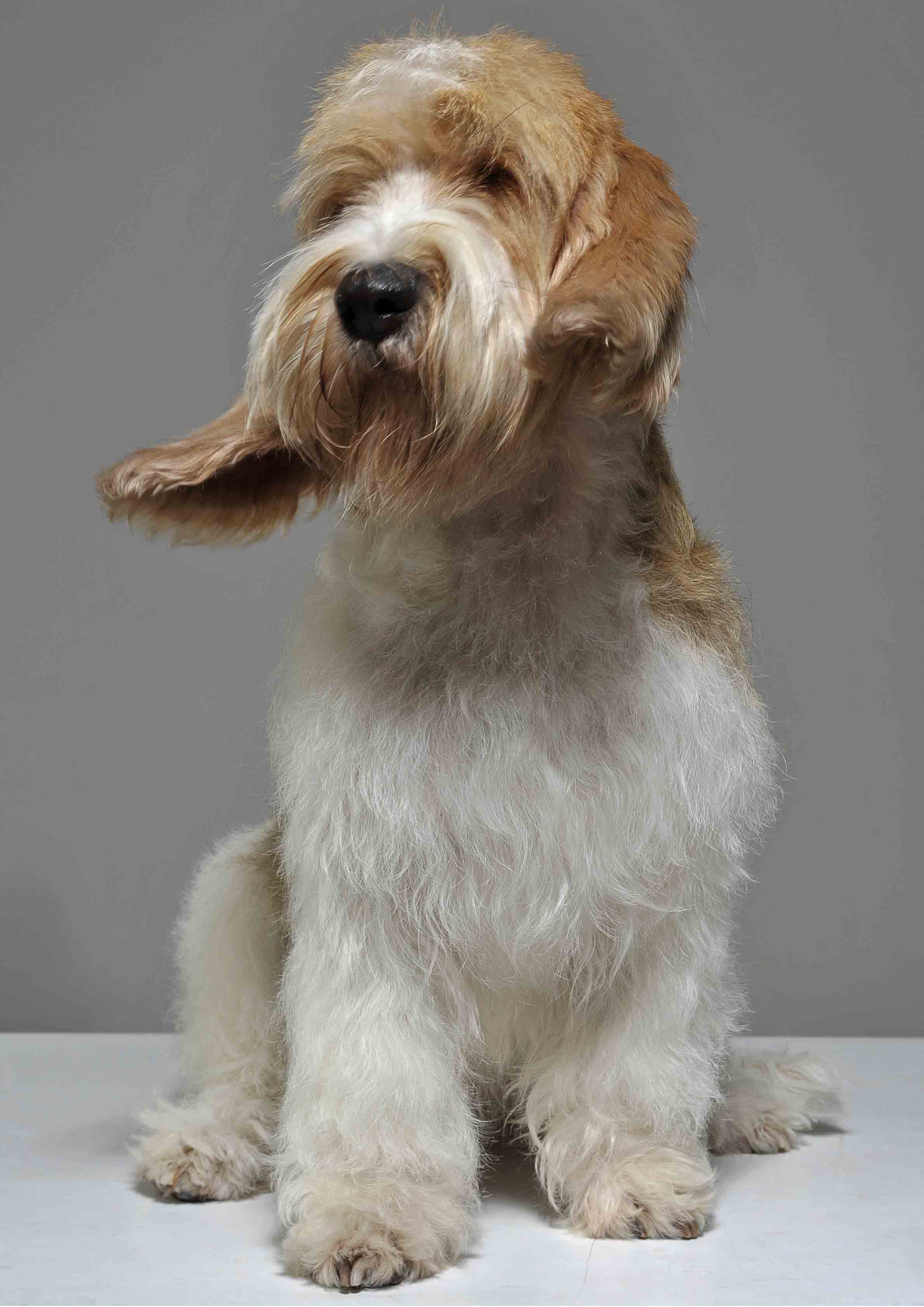 Grand Basset Griffon Vendéen 