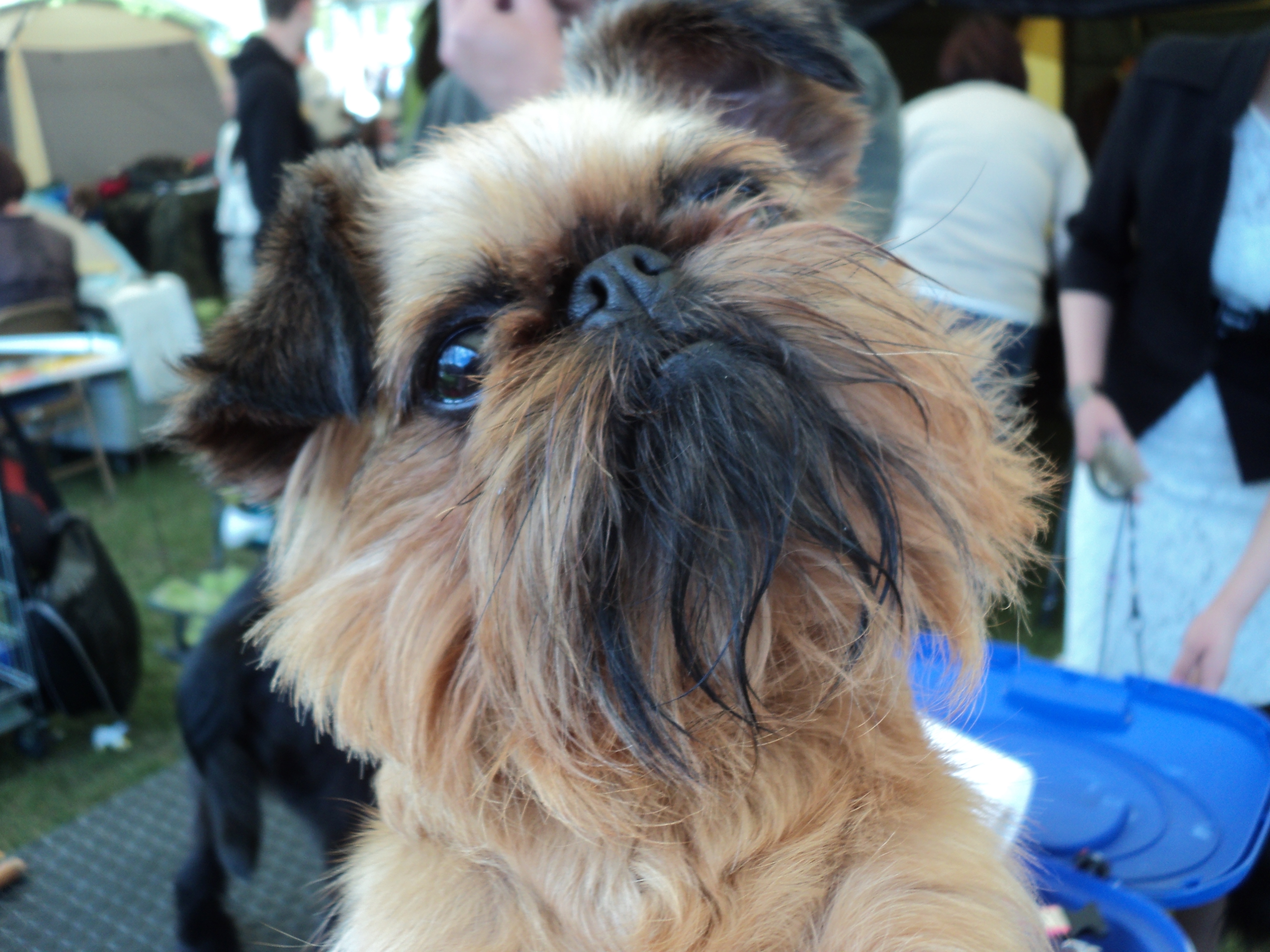 Griffon