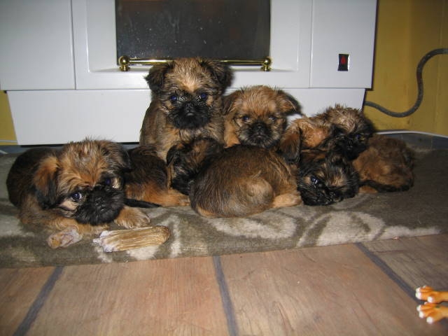 Griffon