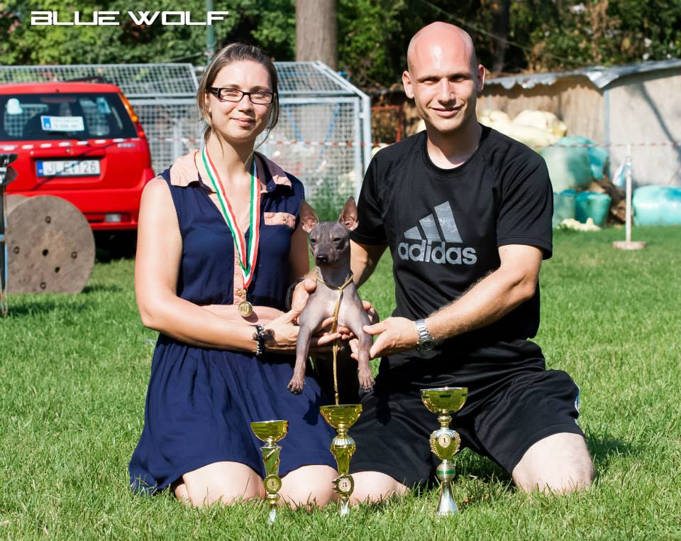Amerikai Meztelen Terrier - AHT 