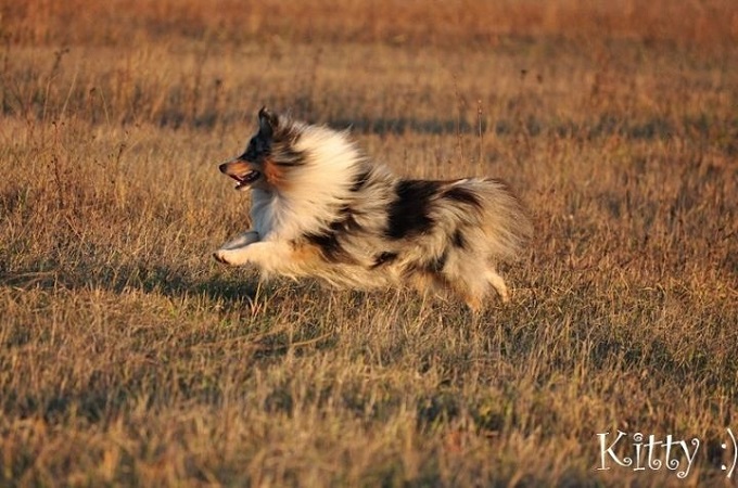 Shetlandi Juhászkutya - Sheltie