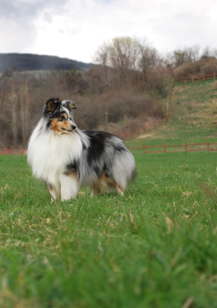 sheltie2.JPG
