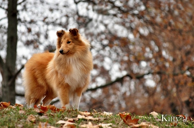 sheltie5.jpg