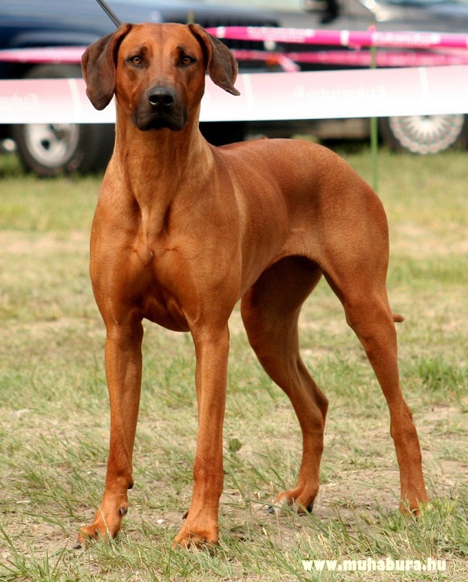 Rhodesiai Ridgeback