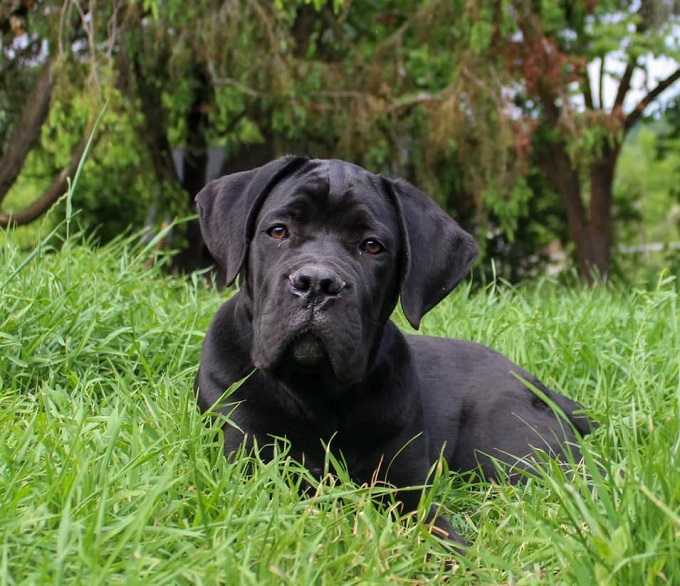 Enzo Atison – cseh import kanunk, az Atison kennel negyedik generációs munkájának eredménye. Enzo Atison – cseh import kanunk, az Atison kennel negyedik generációs munkájának eredménye.
