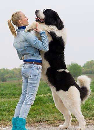 Landseer