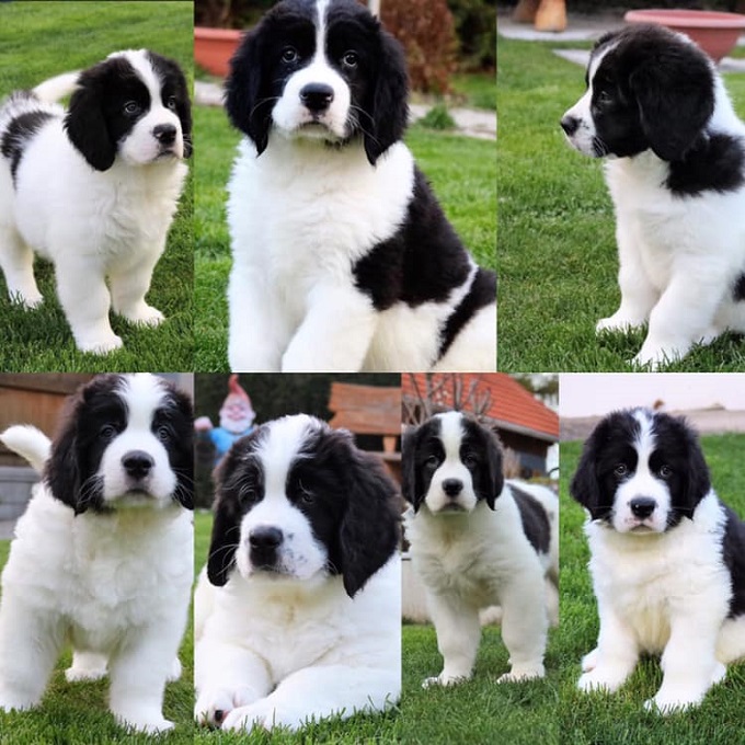 Baileys unokái Ausztriában a Landseer von Blue-Danube-Island kennelben: