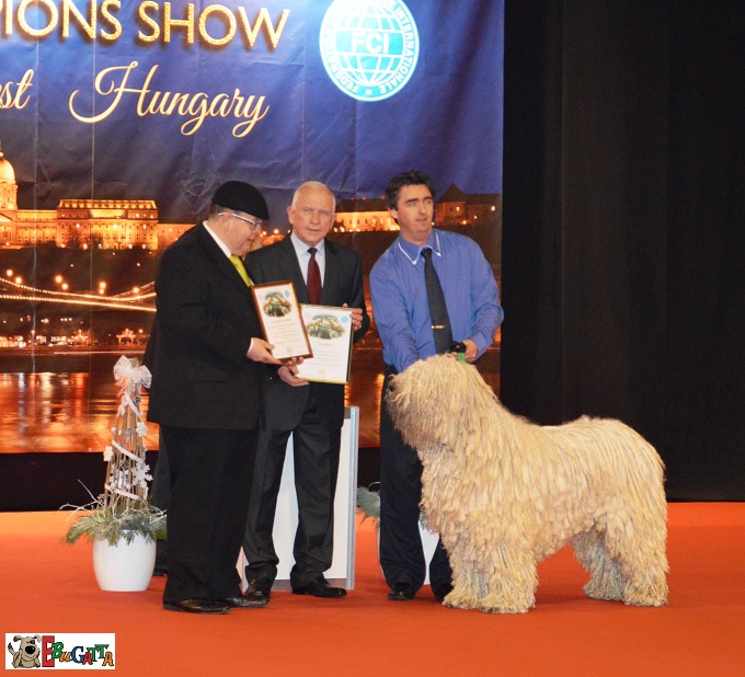 Champion of Champion Show 2016. - életképek
