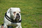 Országos Bulldog Találkozó 2016. 