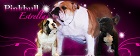 Pinkbull Estrellas angol bulldog kennel