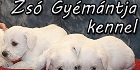  Zsó Gyémántja fehér törpe schnauzer kennel