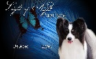 Light of Night papillon kennel