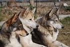 Kara-Kitáj kennel, nyugat-szibériai lajka