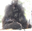Chanel Coco kennel, fekete törpe uszkár