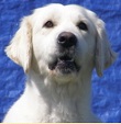 Mariannehouse Golden-retriever kennel