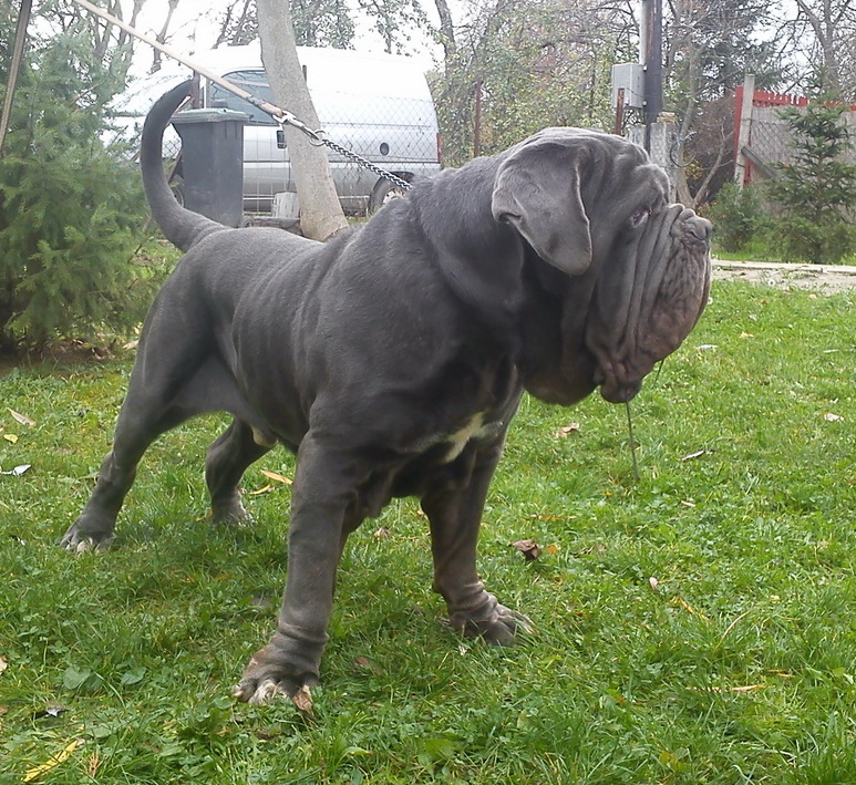 Mastino Napoletano Dellagrandozza kennel