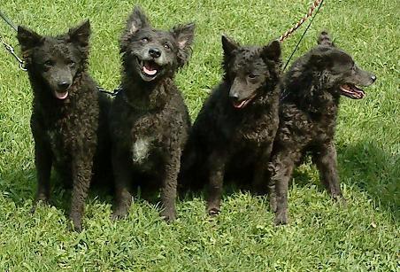 Szürkevillám Mudi kennel