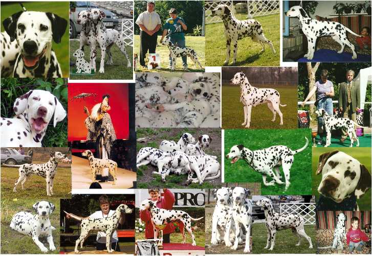 Ágomenti dalmata kennel