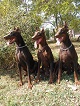 Szélmalom kennel