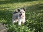 Ebugatta pumi kennel 