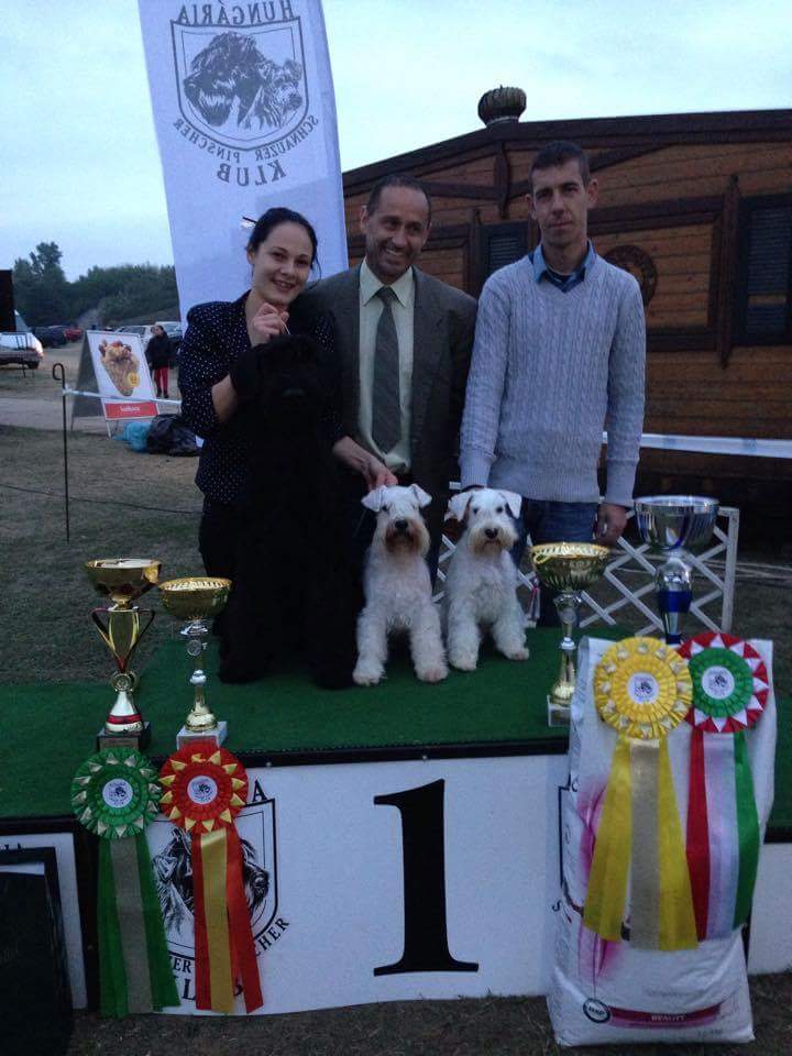 White-Gold Madonna Schnauzer Kennel