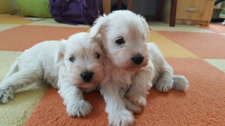 White-Gold Madonna Schnauzer Kennel