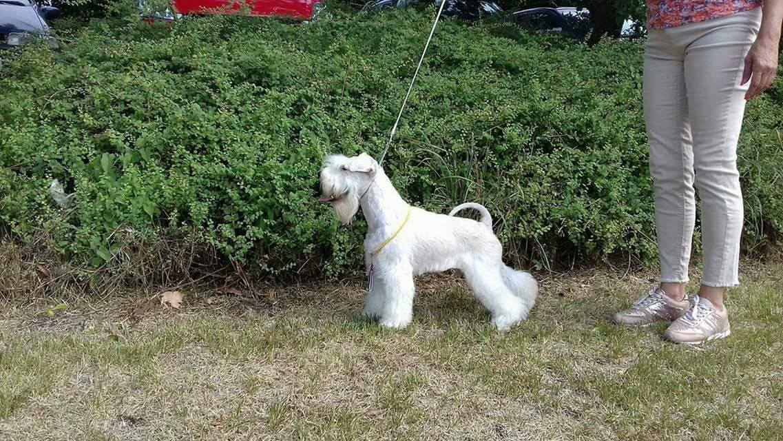 White-Gold Madonna Schnauzer Kennel