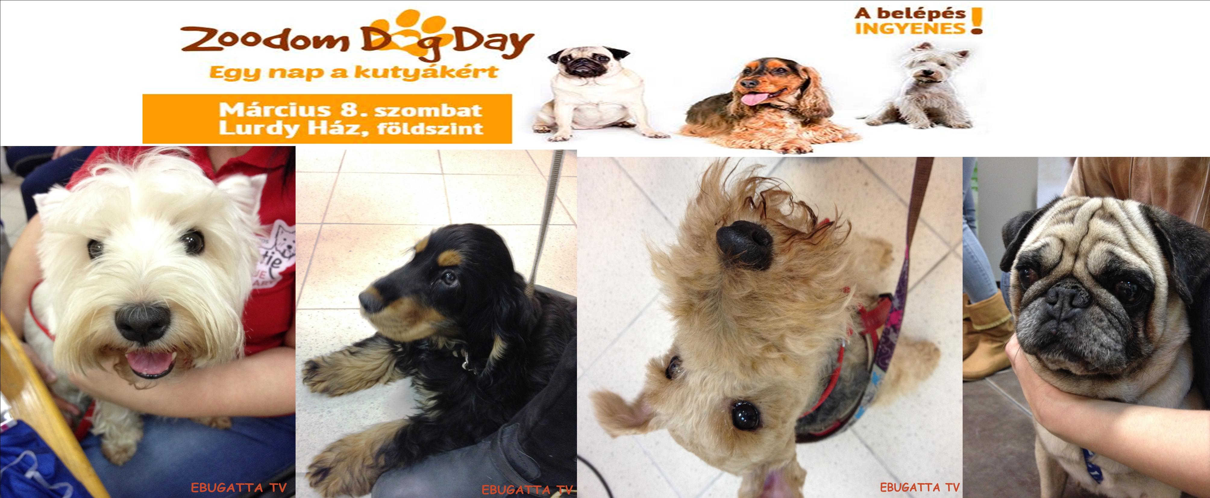 Zoodom Dog Day FILM!