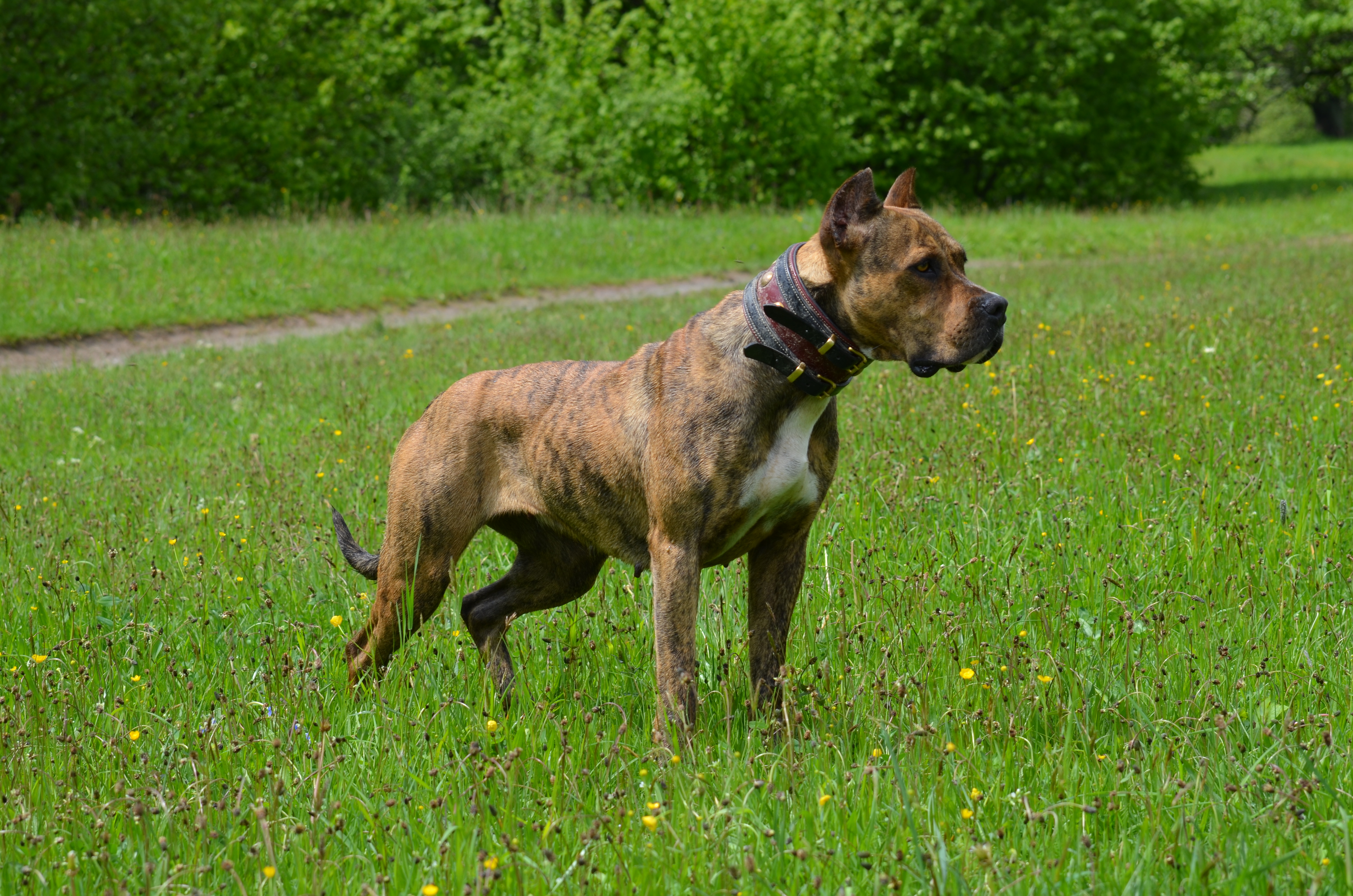 Alano Español - alanoselcazador kennel