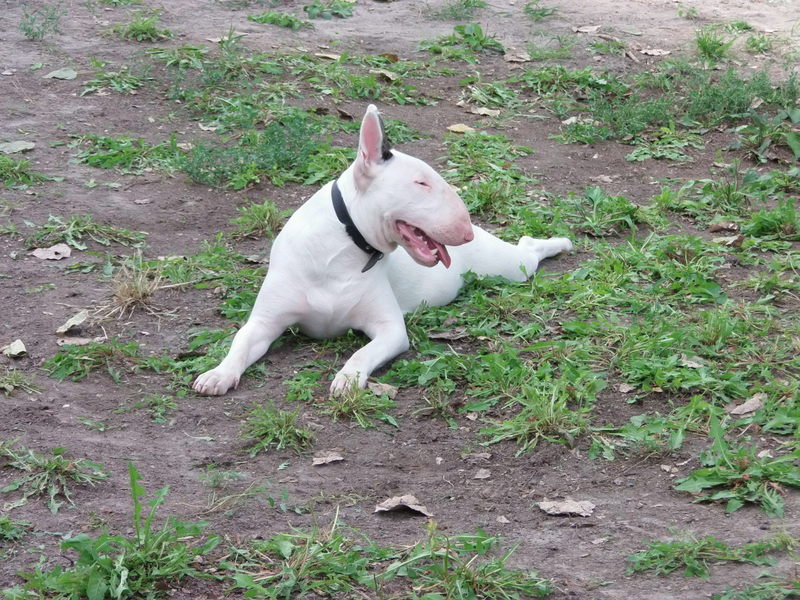 Bullterrier találkozó