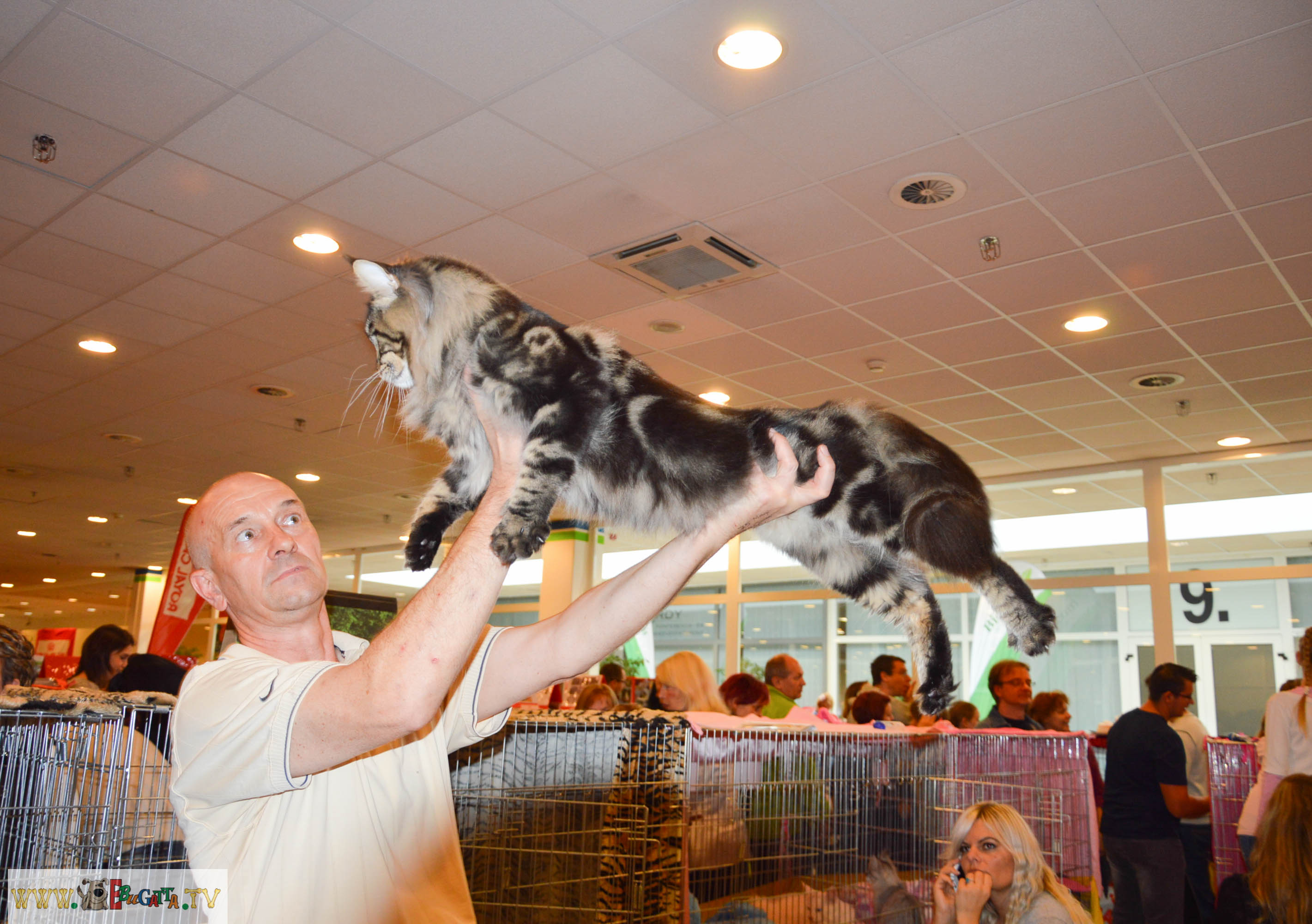 Royal Canin MMME Nemzetközi Macskakiállítás 2014. 10. 04.