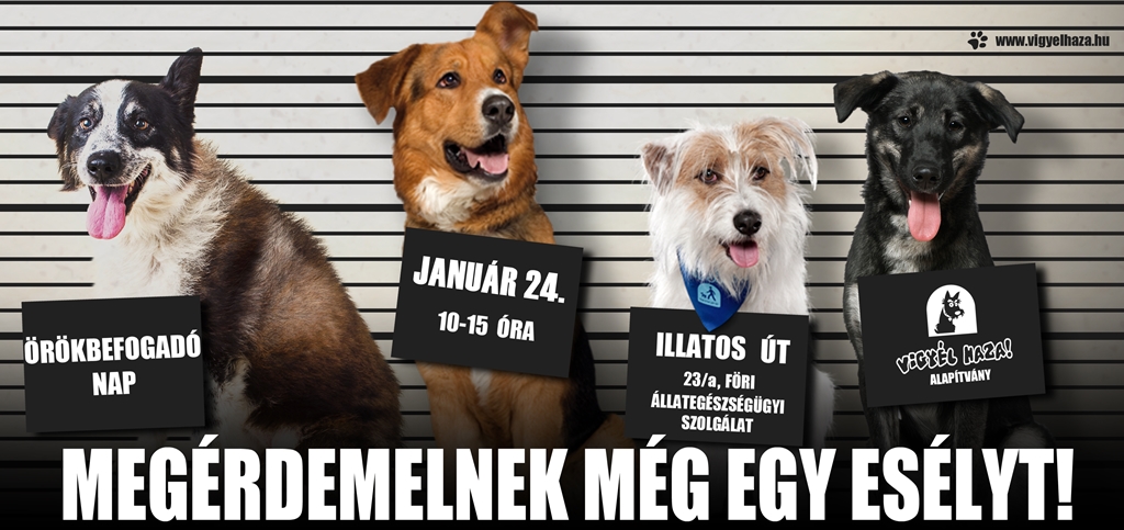 Örökbefogadó nap az Illatos úton