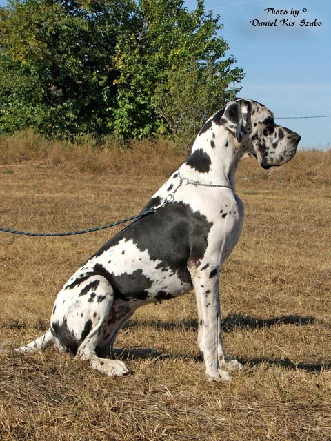 Arion Team - Óriások táplálása a Prima Primissima német dog kennelben