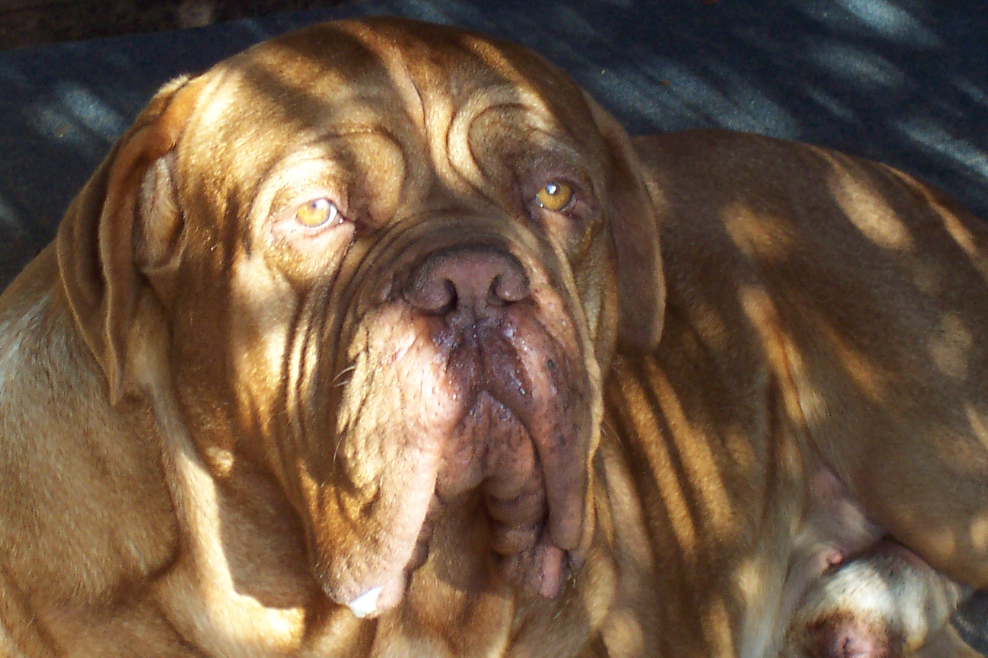 diszpl&aacute;zia - ebugatta