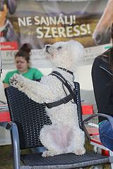 17263335472-51a49cb1c8-m.jpg