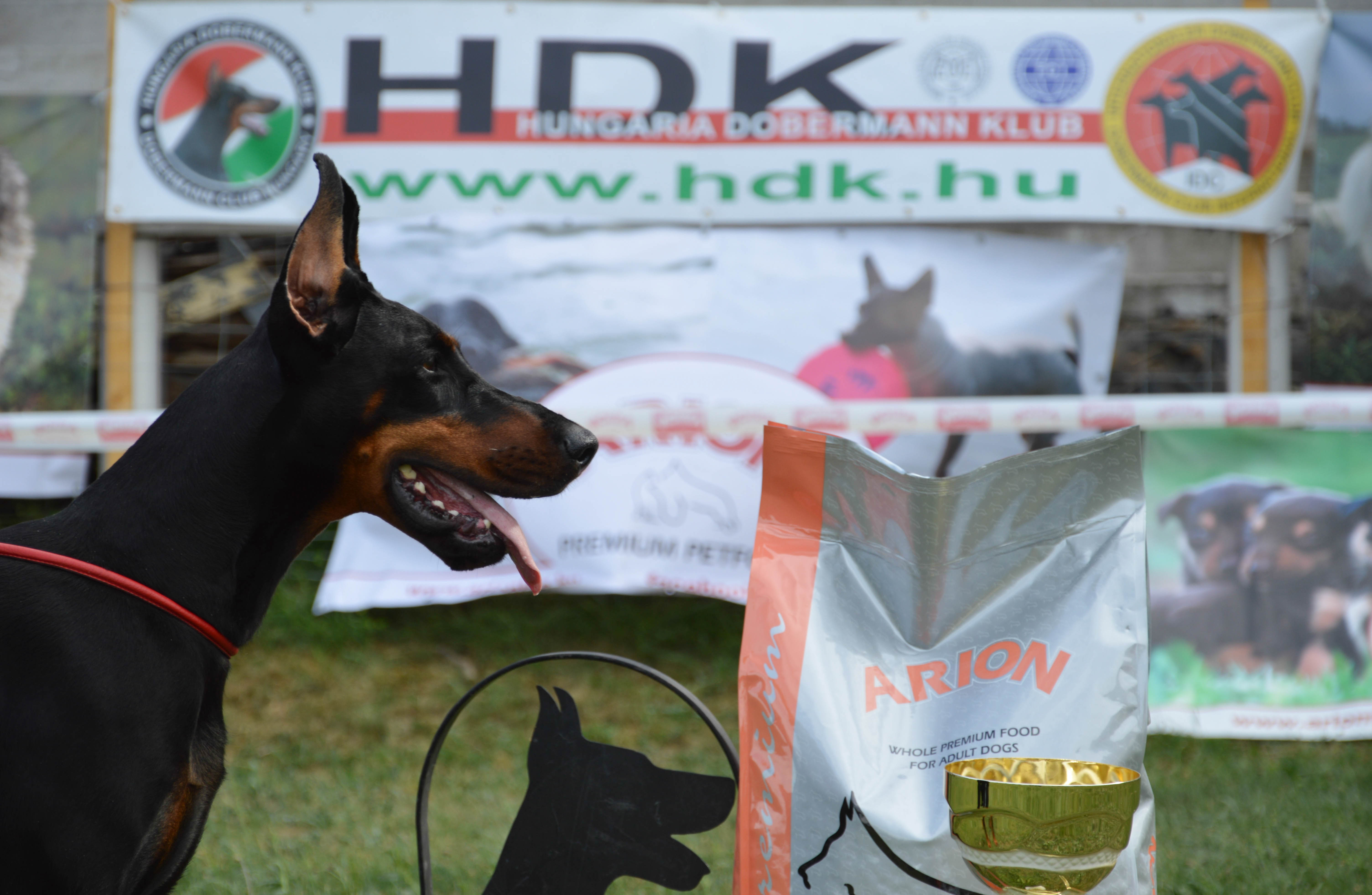 Hungária Dobermann Klubkiállítás 2015. Fotók, film!
