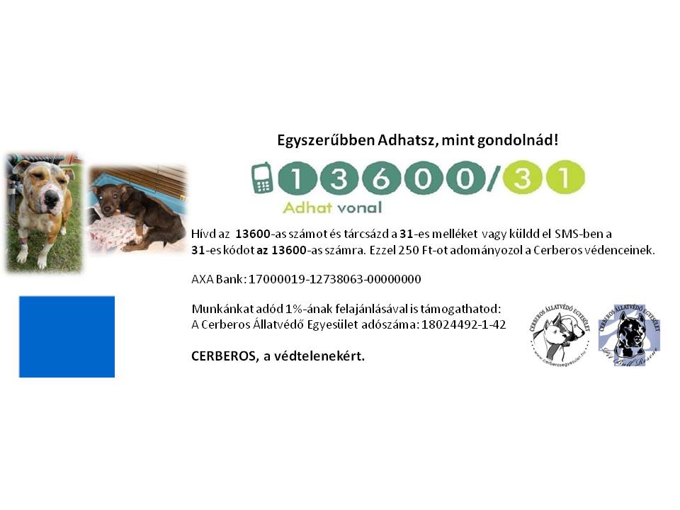 A miskolci kopaszkutya története - Küzdelem Bubu életéért!