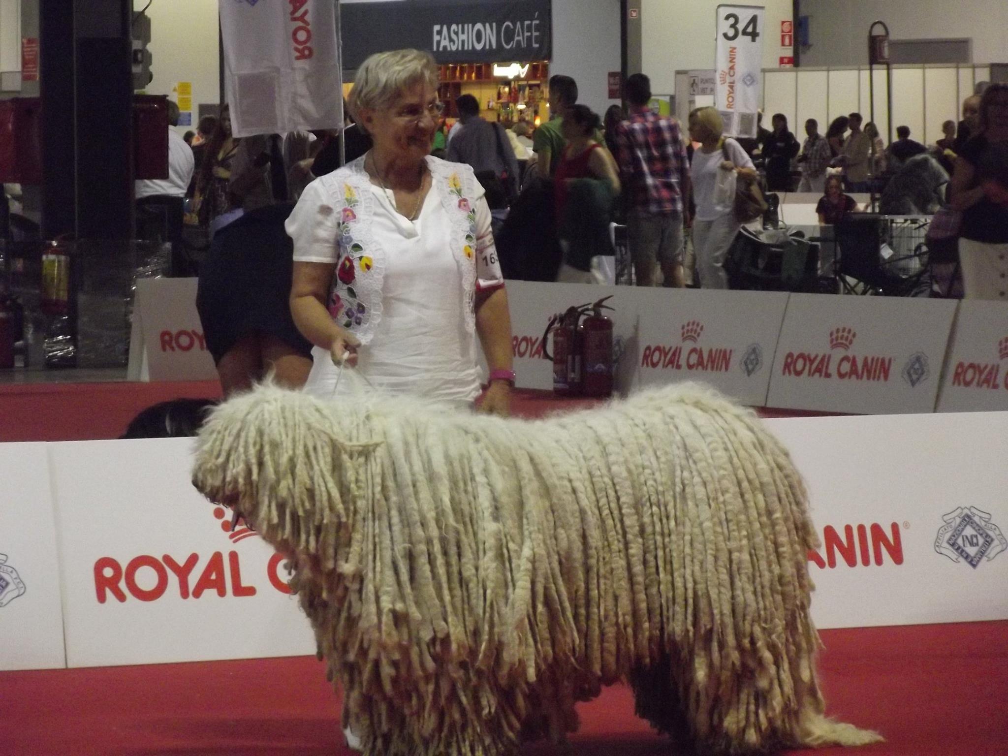 Suba, a felejthetetlen komondor emlékére...