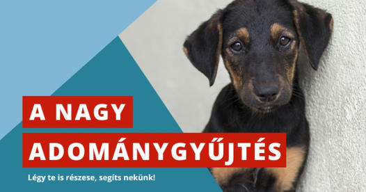 Hangya Közösség - A NAGY ADOMÁNYGYŰJTÉS – A NAGY SEGÍTSÉG
