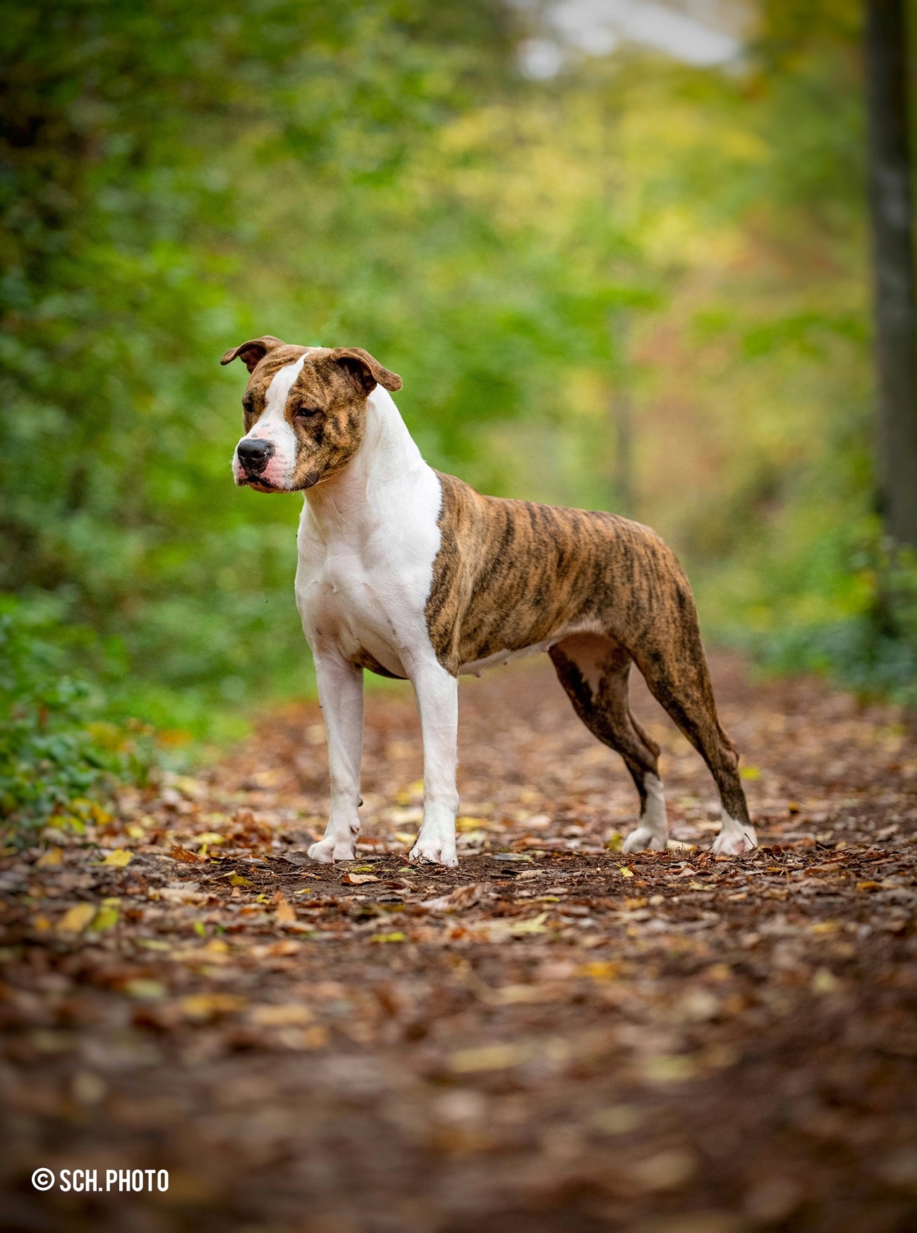 From Power of Freedom Amerikai staffordshire terrier és Border terrier kennel
