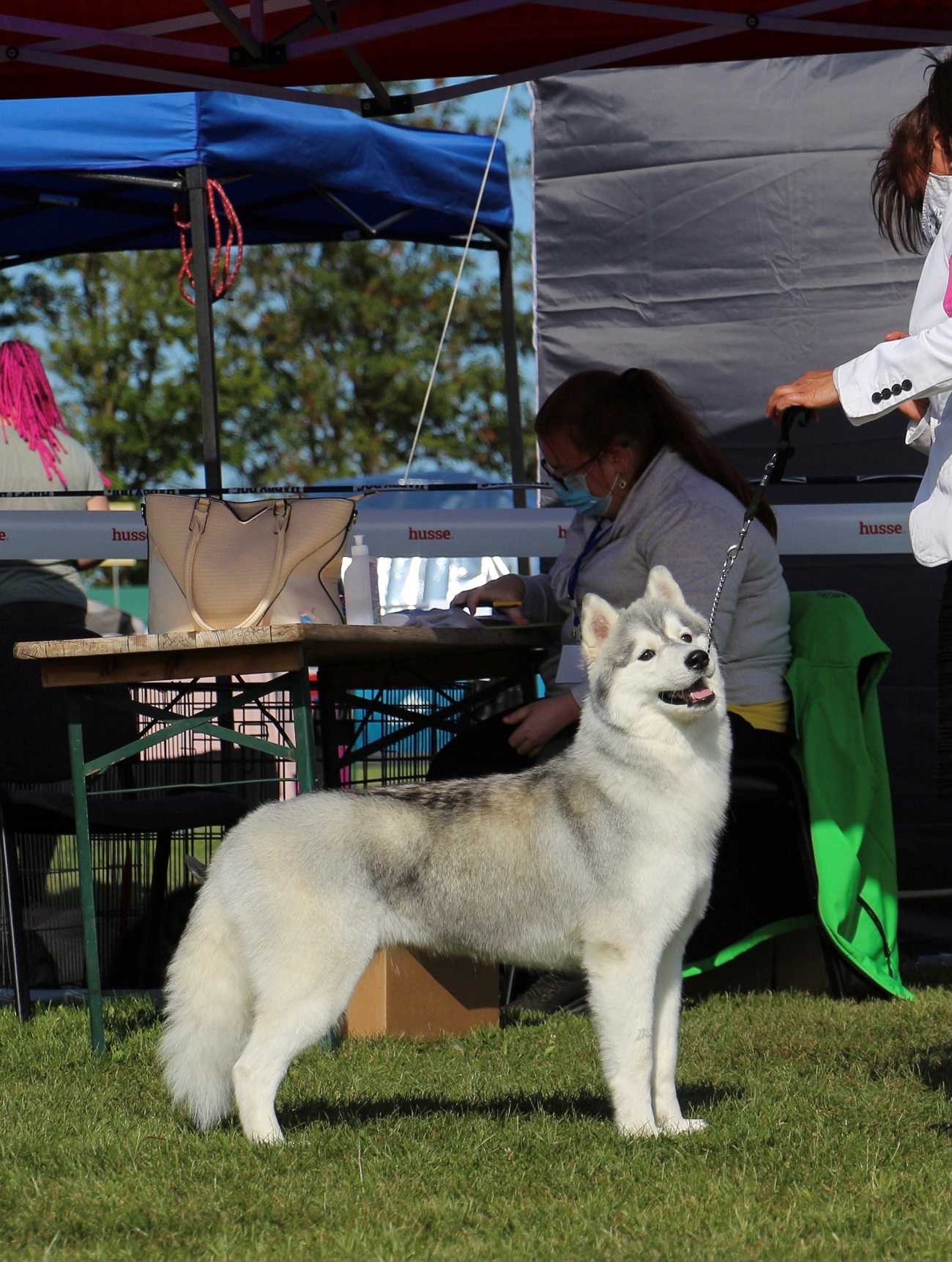 elegans_fiatal_husky_szuka.jpg