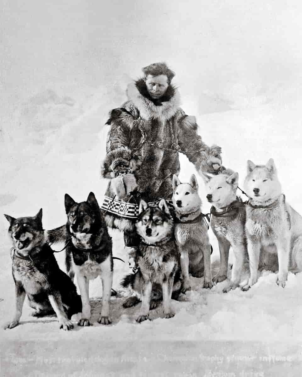 Szibériai husky