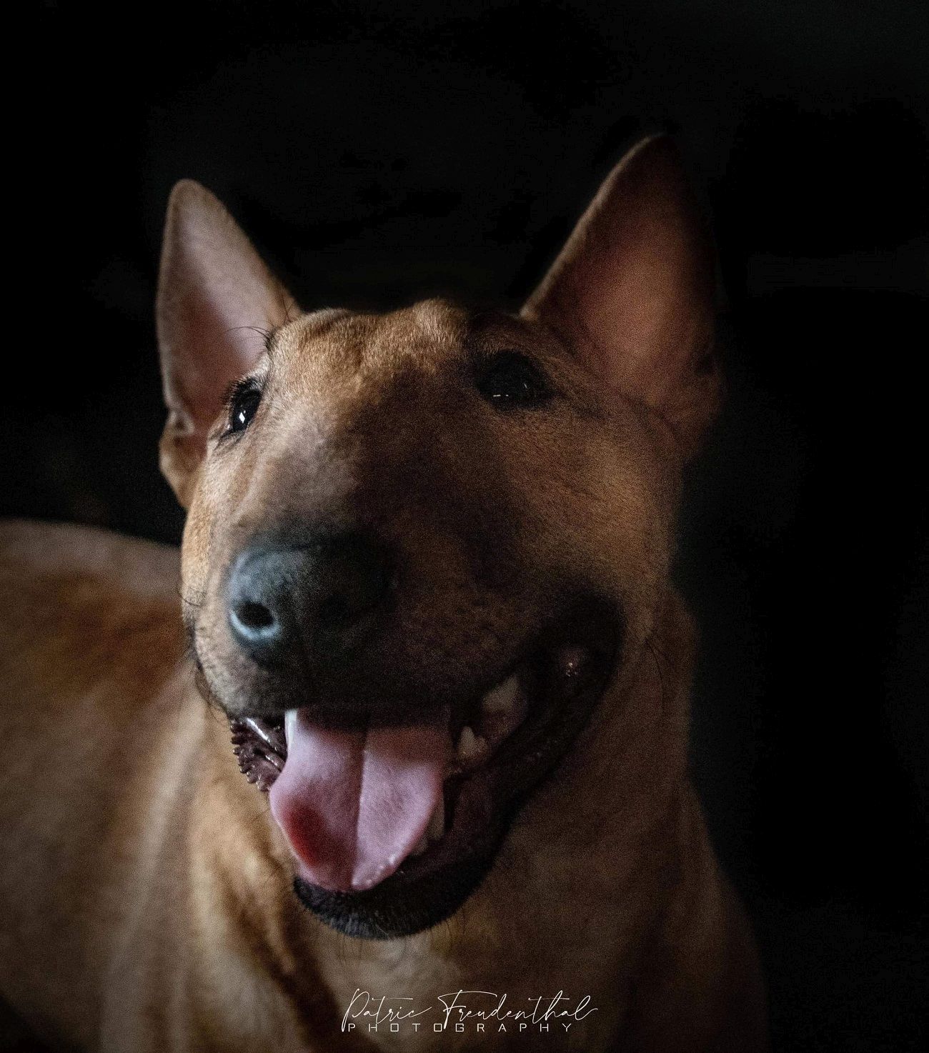 Miniature Bullterrier